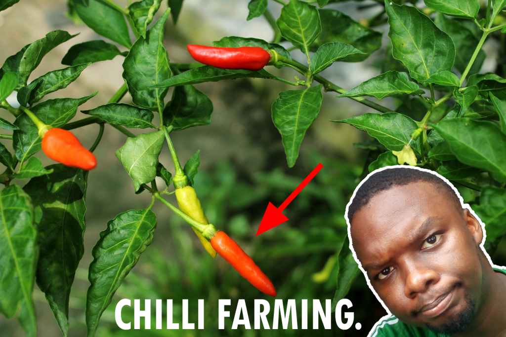 beginners-guide-to-chilli-farming-in-kenya-agripreneur